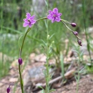 Arthropodium minus at Conder, ACT - 13 Oct 2020 01:16 PM