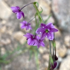 Arthropodium minus at Conder, ACT - 13 Oct 2020 01:16 PM