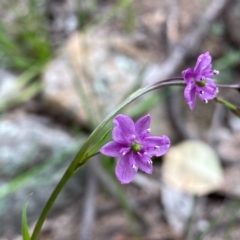 Arthropodium minus at Conder, ACT - 13 Oct 2020