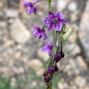 Arthropodium minus at Conder, ACT - 13 Oct 2020 01:16 PM