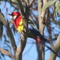 Platycercus eximius (Eastern Rosella) at Lanyon - northern section A.C.T. - 26 Aug 2020 by michaelb