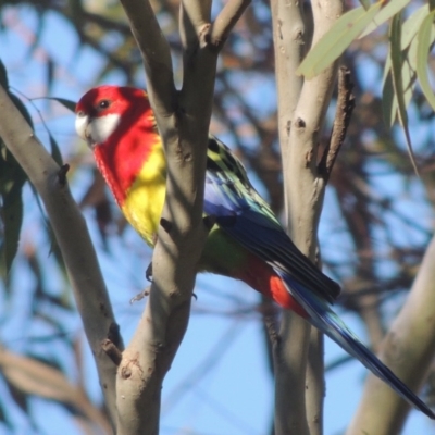 Platycercus eximius (Eastern Rosella) at Lanyon - northern section A.C.T. - 26 Aug 2020 by michaelb