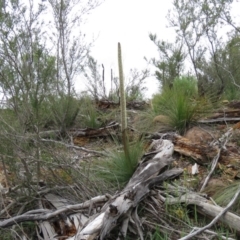 Xanthorrhoea glauca subsp. angustifolia (Grey Grass-tree) at Lower Cotter Catchment - 13 Oct 2020 by SandraH