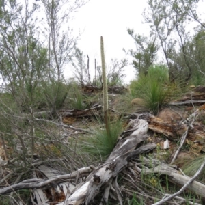 Xanthorrhoea glauca subsp. angustifolia at Uriarra Village, ACT - suppressed