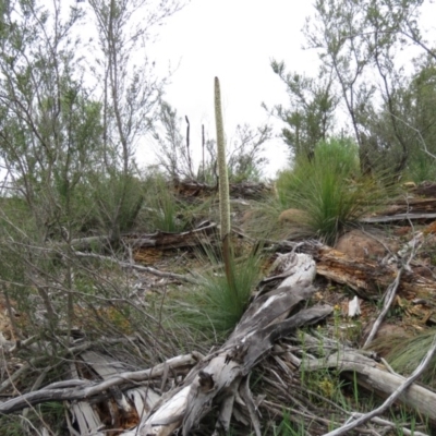 Xanthorrhoea glauca subsp. angustifolia (Grey Grass-tree) at Uriarra Village, ACT - 14 Oct 2020 by SandraH