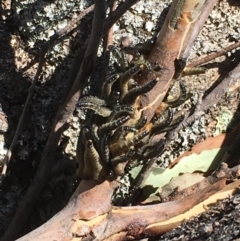 Pseudoperga sp. (genus) (Sawfly, Spitfire) at Paddys River, ACT - 4 Mar 2018 by Tapirlord