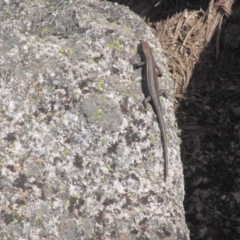 Pseudemoia spenceri (Spencer's Skink) at Cotter River, ACT - 10 Oct 2020 by Tapirlord
