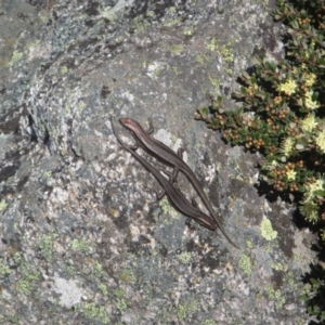 Pseudemoia spenceri at Cotter River, ACT - 11 Oct 2020