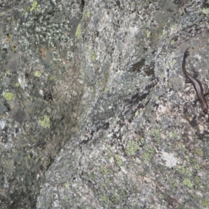 Pseudemoia spenceri at Cotter River, ACT - 11 Oct 2020