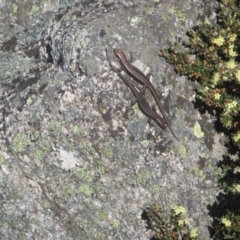 Pseudemoia spenceri at Cotter River, ACT - 11 Oct 2020