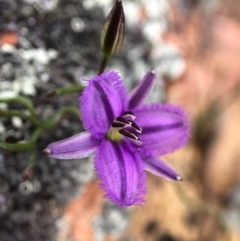Thysanotus patersonii (Twining Fringe Lily) at Forde, ACT - 13 Oct 2020 by JasonC