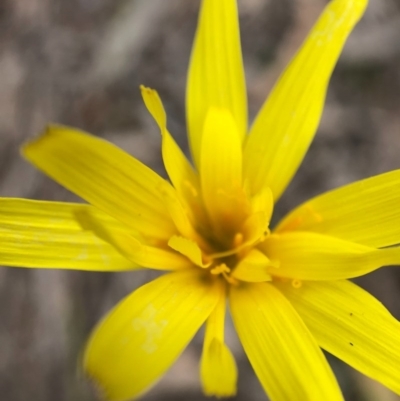 Microseris walteri (Yam Daisy, Murnong) at Mulligans Flat - 13 Oct 2020 by JasonC