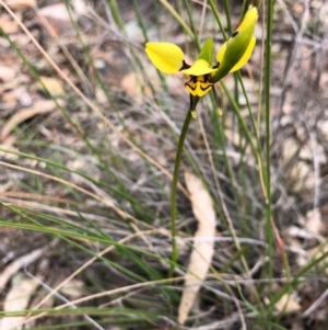 Diuris sulphurea at Forde, ACT - 13 Oct 2020