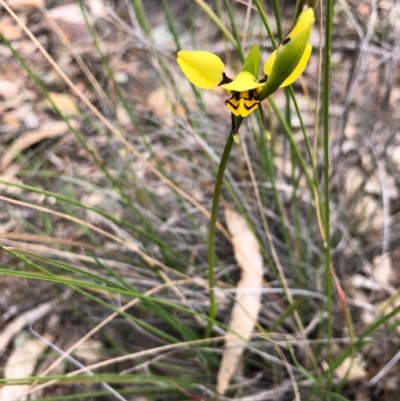 Diuris sulphurea (Tiger Orchid) at Forde, ACT - 13 Oct 2020 by JasonC