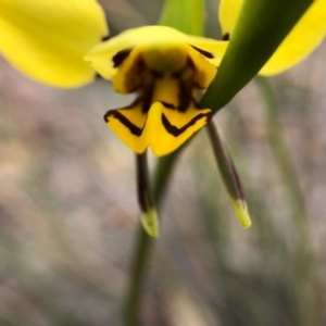 Diuris sulphurea at Forde, ACT - 13 Oct 2020