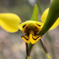 Diuris sulphurea at Forde, ACT - 13 Oct 2020