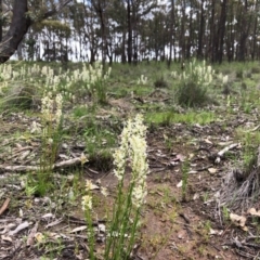 Stackhousia monogyna (Creamy Candles) at Forde, ACT - 13 Oct 2020 by JasonC