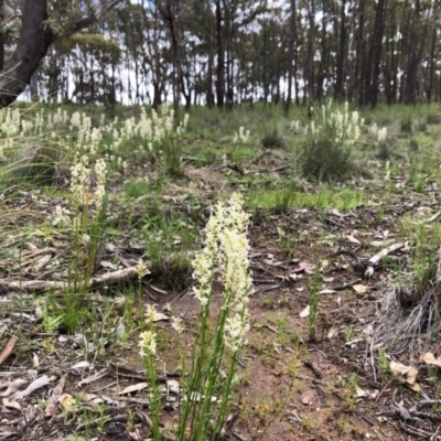 Stackhousia monogyna (Creamy Candles) at Forde, ACT - 13 Oct 2020 by JasonC