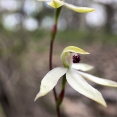 Caladenia cucullata (Lemon Caps) at Mulligans Flat - 13 Oct 2020 by JasonC