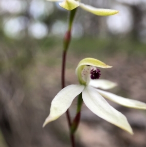 Caladenia cucullata at Forde, ACT - suppressed