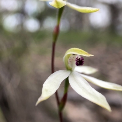 Caladenia cucullata (Lemon Caps) at Mulligans Flat - 13 Oct 2020 by JasonC