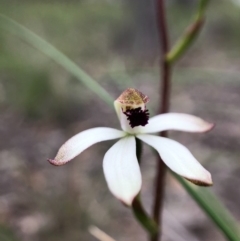 Caladenia cucullata at Forde, ACT - 13 Oct 2020