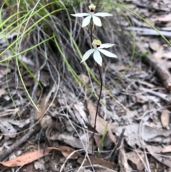 Caladenia cucullata at Forde, ACT - suppressed