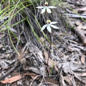 Caladenia cucullata at Forde, ACT - 13 Oct 2020