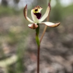 Caladenia cucullata at Forde, ACT - suppressed