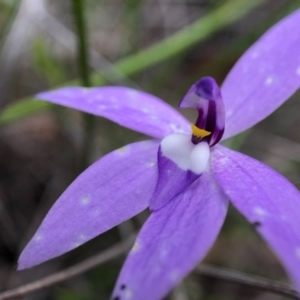 Glossodia major at Forde, ACT - 13 Oct 2020