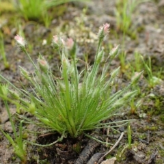 Centrolepis strigosa (Hairy Centrolepis) at Bruce, ACT - 13 Oct 2020 by RWPurdie