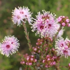 Kunzea parvifolia (Violet Kunzea) at Bruce, ACT - 14 Oct 2020 by RWPurdie