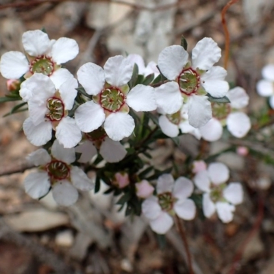 Gaudium multicaule (Teatree) at O'Connor, ACT - 13 Oct 2020 by RWPurdie