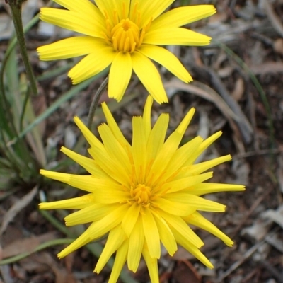 Microseris walteri (Yam Daisy, Murnong) at Bruce, ACT - 14 Oct 2020 by RWPurdie