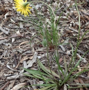 Microseris walteri at Bruce, ACT - 14 Oct 2020