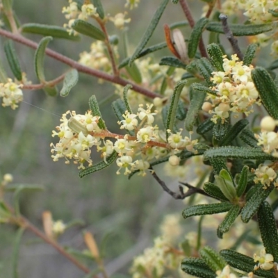 Pomaderris angustifolia (Pomaderris) at Black Mountain - 13 Oct 2020 by RWPurdie