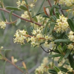 Pomaderris angustifolia (Pomaderris) at Acton, ACT - 13 Oct 2020 by RWPurdie