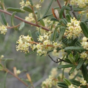 Pomaderris angustifolia at Acton, ACT - 14 Oct 2020