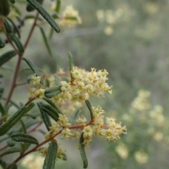 Pomaderris angustifolia at Acton, ACT - 14 Oct 2020