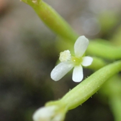 Stylidium despectum (Small Trigger Plant) at Bruce, ACT - 14 Oct 2020 by RWPurdie