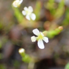 Stylidium despectum at Bruce, ACT - 14 Oct 2020 02:42 AM