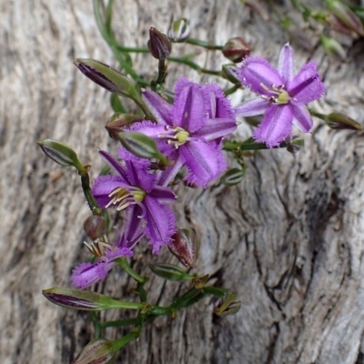 Thysanotus patersonii (Twining Fringe Lily) at Black Mountain - 13 Oct 2020 by RWPurdie