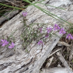 Thysanotus patersonii at Bruce, ACT - 14 Oct 2020 02:44 AM