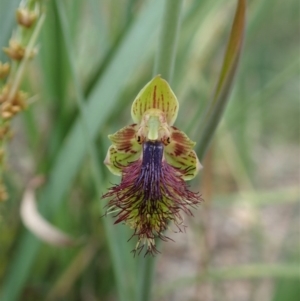 Calochilus montanus at Aranda, ACT - suppressed