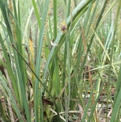 Calochilus montanus at Aranda, ACT - suppressed