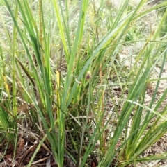 Calochilus montanus at Aranda, ACT - suppressed