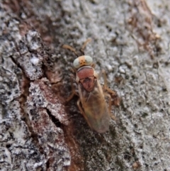 Chalcididae (family) (Unidentified chalcid wasp) at Point 3852 - 13 Oct 2020 by CathB