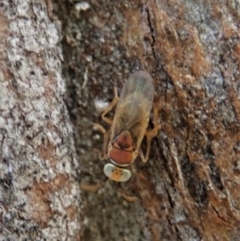 Chalcididae (family) at Holt, ACT - 13 Oct 2020