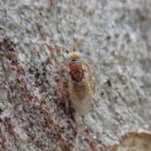 Chalcididae (family) at Holt, ACT - 13 Oct 2020