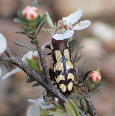Castiarina decemmaculata (Ten-spot Jewel Beetle) at Aranda Bushland - 13 Oct 2020 by CathB